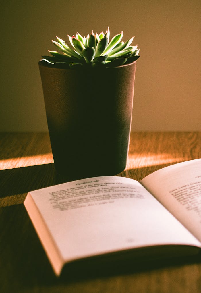 About A sunlit scene highlighting a succulent plant and an open book on a wooden table.